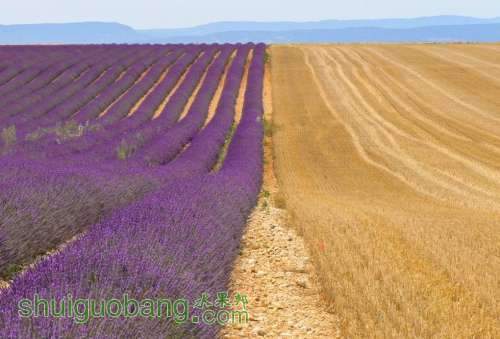 xunyicao he maitian.JPG