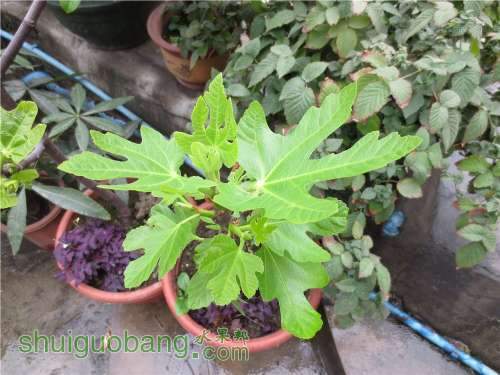 PICer20132261237.jpg