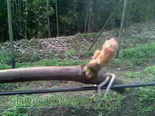IMG2061A.jpg
