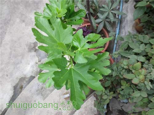 PICer20133311.jpg