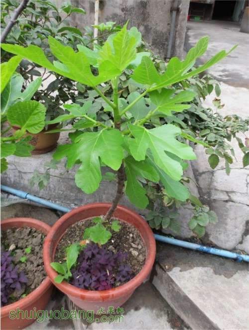 PICer2013331359.jpg
