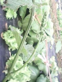 IMG0299A.jpg