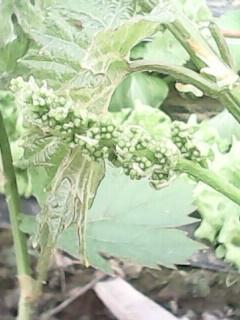 IMG0297A.jpg