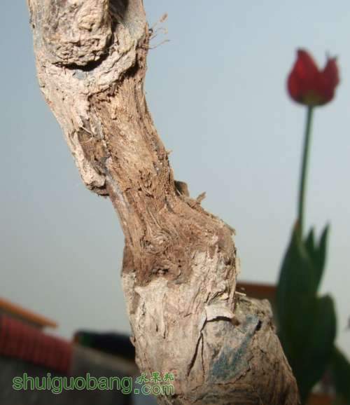DSCF6626.JPG