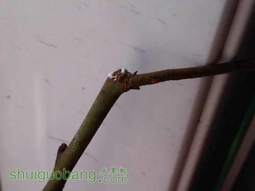IMG03354-20130308-1408.jpg