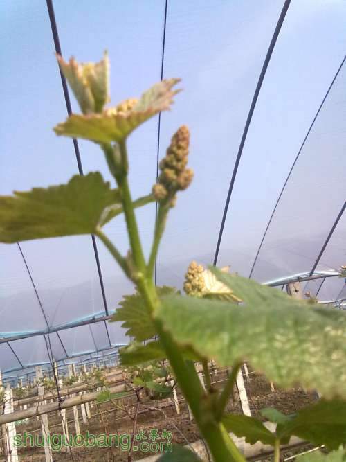 20130309371.jpg