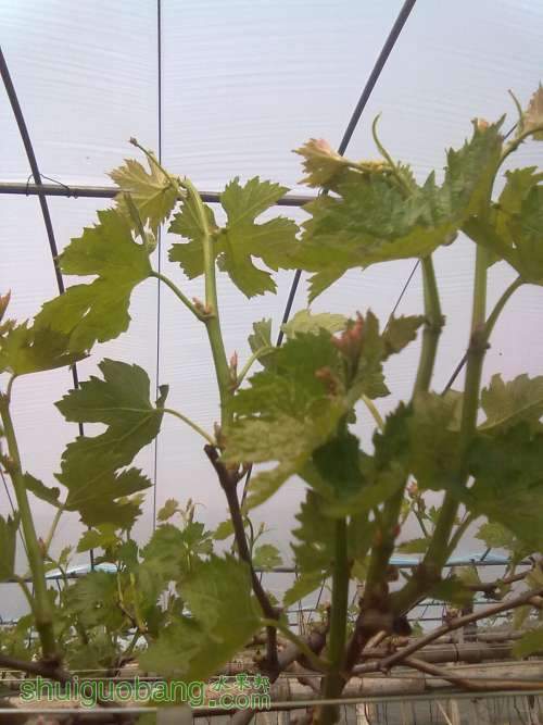 20130310390.jpg