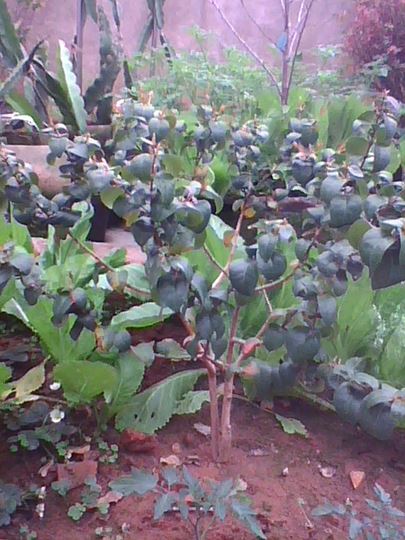 img0207_130727921.jpg