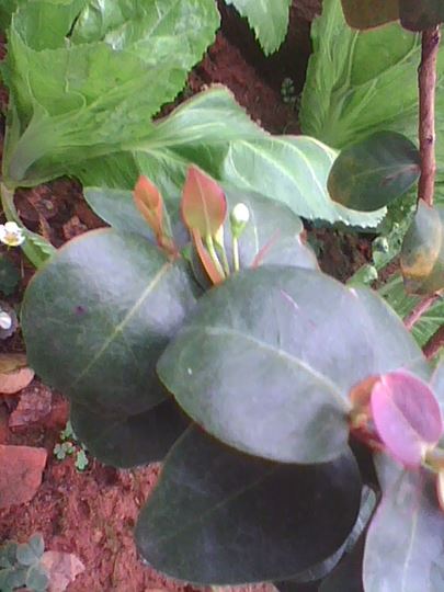 img0207_130656866.jpg