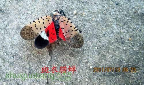 С 2011.07.13 004.jpg