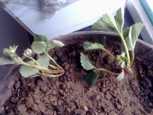 20130312015.jpg