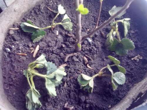 20130312016.jpg