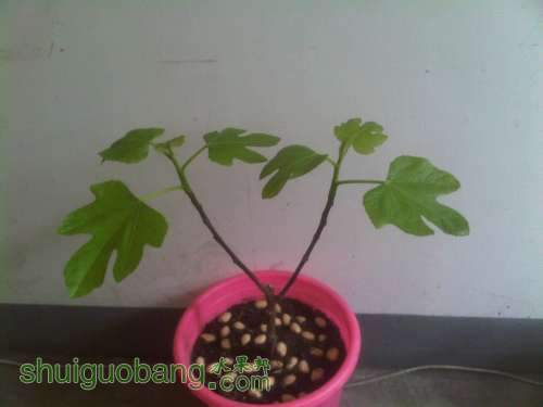IMG00189-20130312-1148.jpg