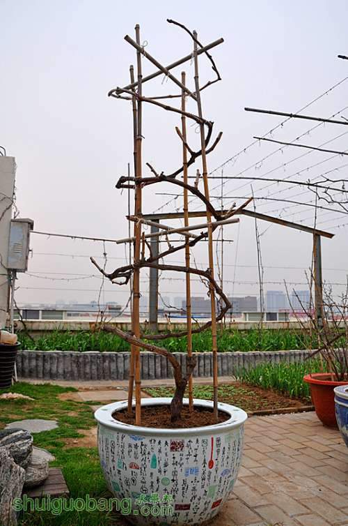 20130210早春过冬蔬菜 018_副本.jpg