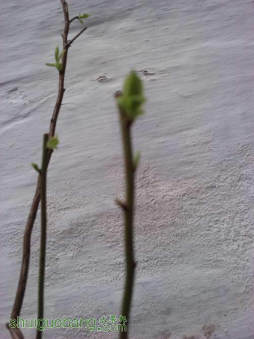 IMG_20130314_101636.jpg
