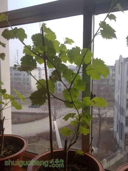 20130316680.jpg