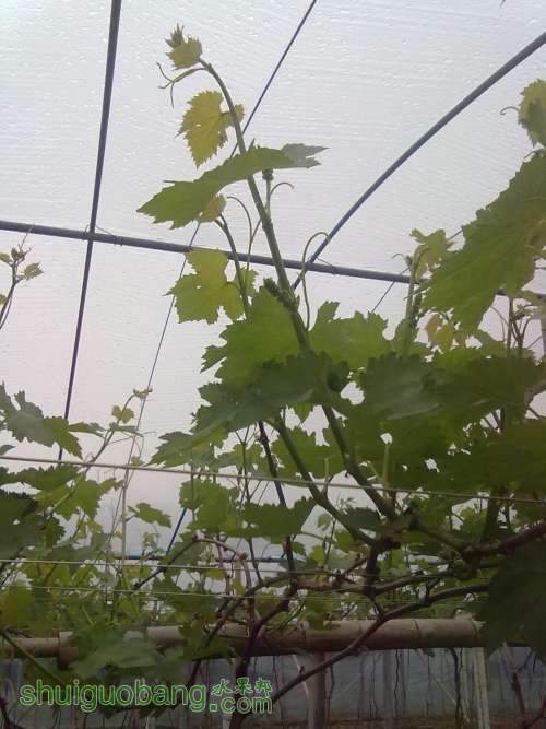 20130319398.jpg