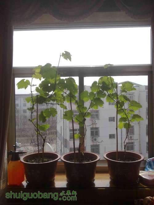 20130321716.jpg