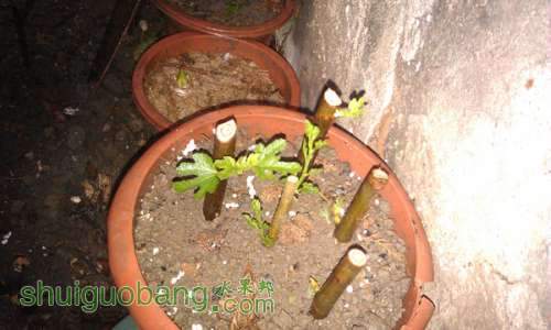 IMAG0020.jpg