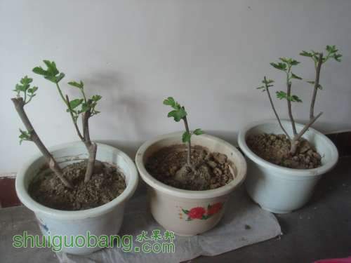 DSC08547-1.jpg