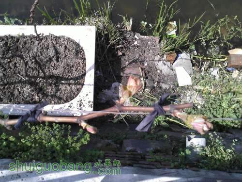 WP_000698.jpg