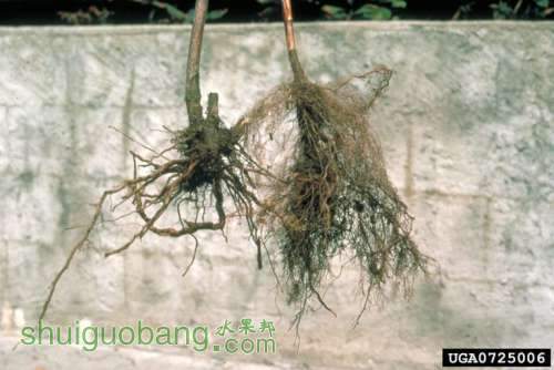 phytophthora Andr�� Bolay, St. F��d��r. de Recherches Agronomiques de Changins, .jpg