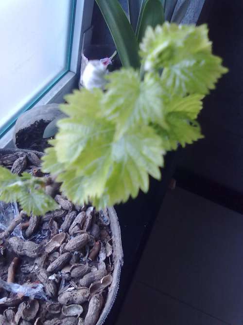 20130329004.jpg