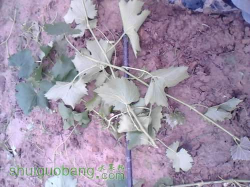 IMG_20130401_101755.jpg