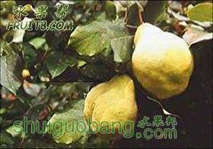 20080205_627c1dd66ea1efb6eb3bANuSVenfnMZz.jpg
