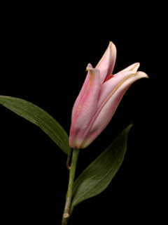 t01ceaf26da75bd6575.gif