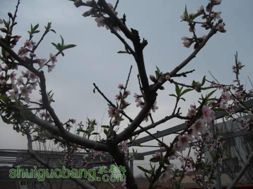 Ƭ 021.jpg