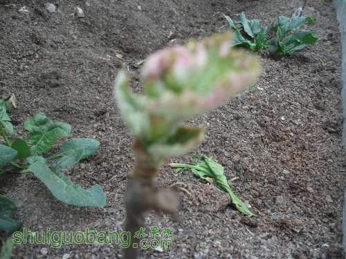 Ƭ 025.jpg