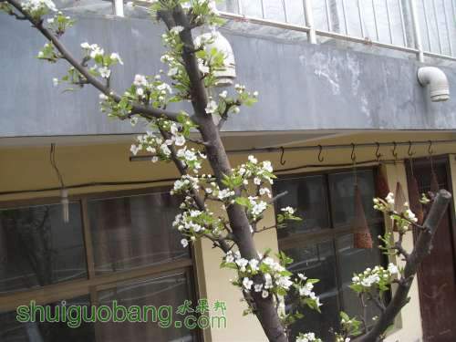 Ƭ 036.jpg