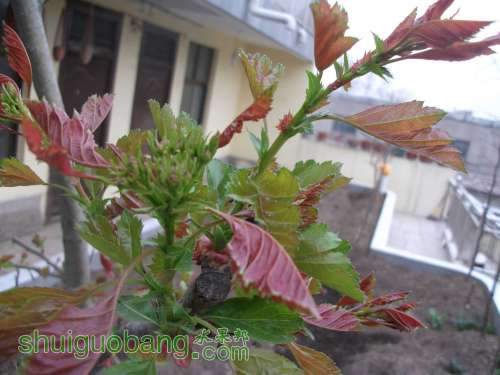 Ƭ 037.jpg
