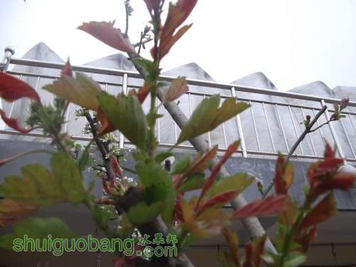 Ƭ 039.jpg