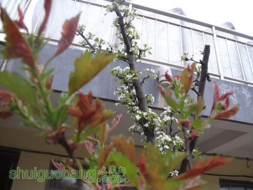 Ƭ 040.jpg
