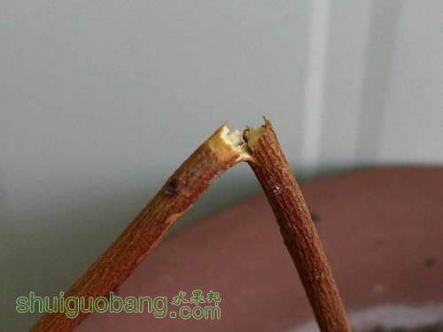 IMG03319-20130308-1317.jpg