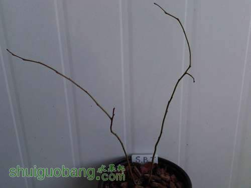 IMG03473-20130315-0751.jpg