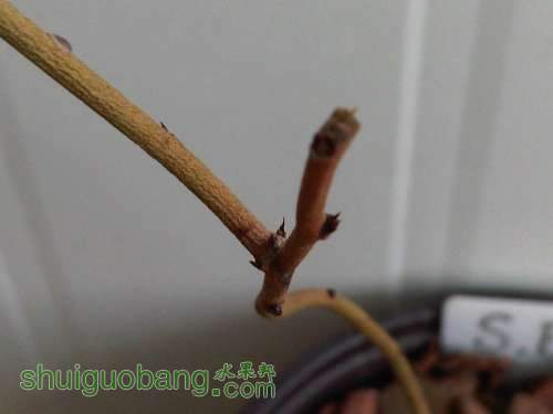 IMG03477-20130315-0753.jpg
