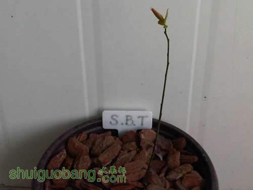 IMG03484-20130315-0756.jpg