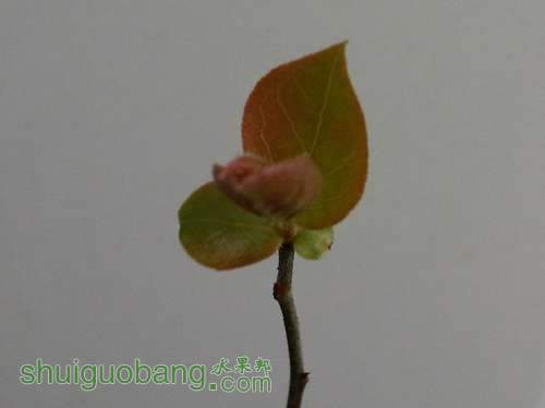 IMG03485-20130315-0756.jpg