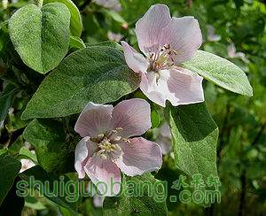 300px-QuinceBloom.jpg