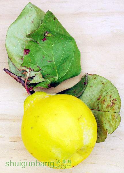 431px-Quince.jpg