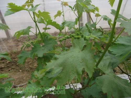 DSCF4628.jpg