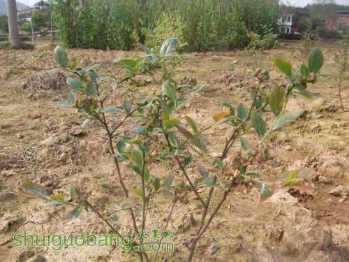 ������С DSCF4803.jpg