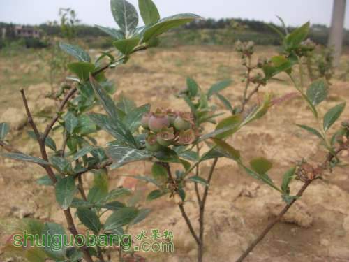 ������С DSCF4804.jpg