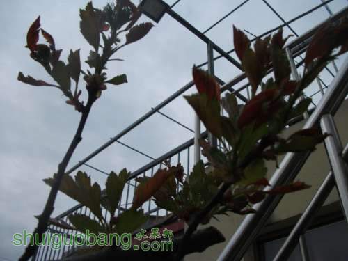 Ƭ 044.jpg