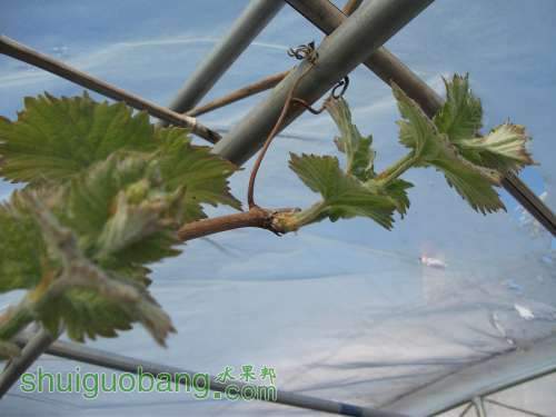 Ƭ 029.jpg