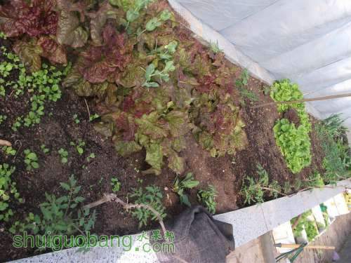 Ƭ 040.jpg