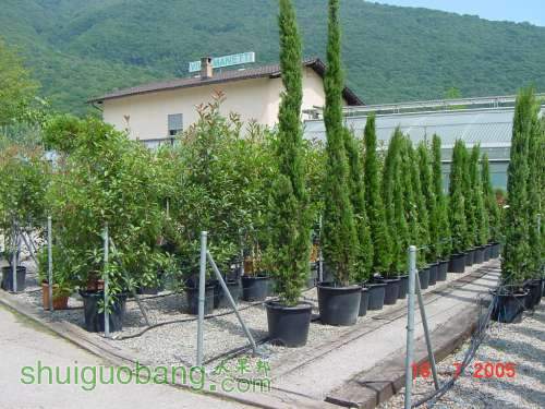 cupressus-sempervirens.jpg